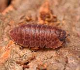 Dryadillo sp. “Wood Grain”